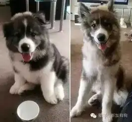 阿拉斯加哈士奇萨摩的结合体,这估计是血统最牛逼的狗了