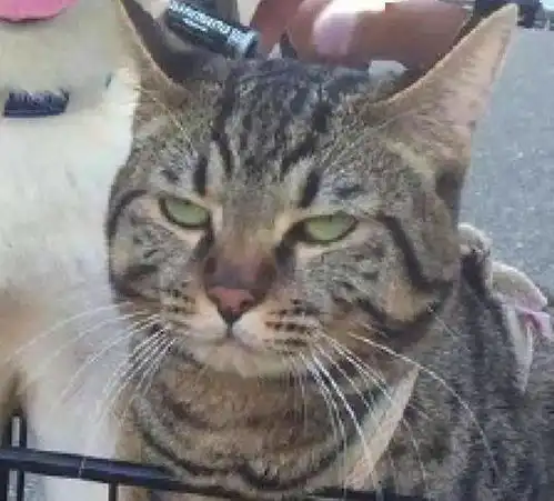 柴犬嫌弃的表情包车筐