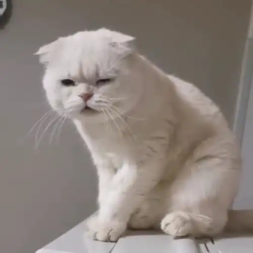 自从男友来到我家,猫主子就一直这个表情,这是想把我男友吃掉吗