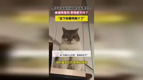 对象生气怎么哄表情包猫