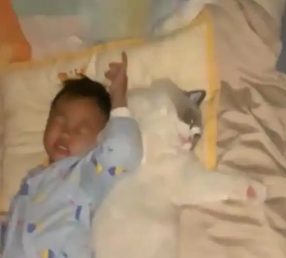 福建一猫咪陪小主人4年,邻居逗乐说猫咪命不久矣,男孩伤心大哭