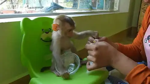 小猴吃早餐,迫不及待的样子太搞笑了,尝到味道的小猴子表情亮了