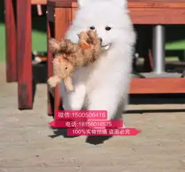 男生抱萨摩耶头像扔下