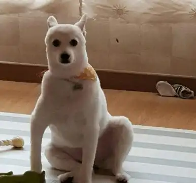 男生抱萨摩耶头像狗子