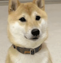 柴犬表情包卡通gif北登