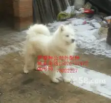 苏牧萨摩金毛对外配种