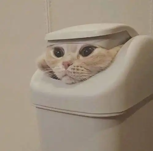 猫咪头像男生代表什么男