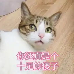 男孩写作业发呆,胖橘上去就是一爪子你是我带过最差的一届