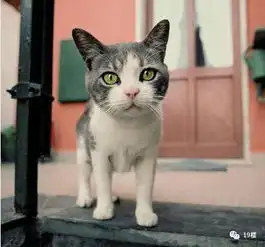 猫头像男生专用版高冷头