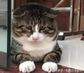 男生用猫猫表情包主子