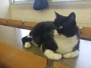 i笑青岛连猫都在为生计出卖色相自己约的架趴着也要打完