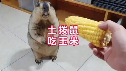 土拨鼠叫表情包视频小动