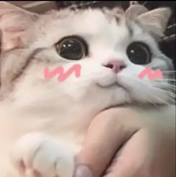 表情包可爱猫猫头