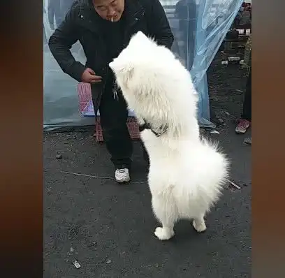 养了三年的萨摩耶被卖了,分别时它想拥抱主人,主人的反应很冷淡