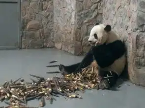 开心的表情包小熊猫