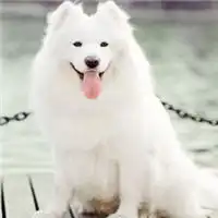 萨摩耶头人身头像微信头像图片大全