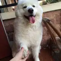 微信萨摩耶头像超级可爱萌萨摩耶头像微信头像图片大全