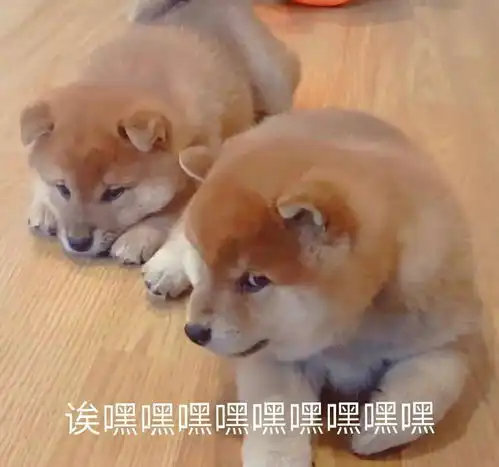求求有没有一些沙雕又可爱的表情包捏,动图也可以,冲