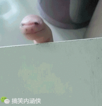 欺负女生表情包gif搞笑g