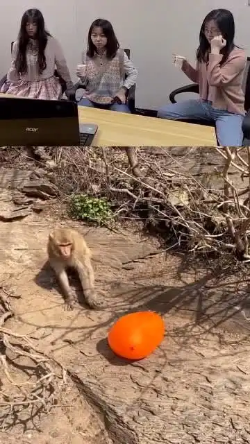 不知道一句话叫做好奇害死猫吗
