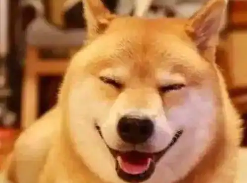 哈士奇被嫌弃,柴犬的时代正式到来