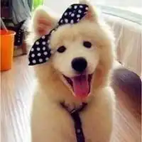 微信头像情侣卡通简约图片微信头像图片大全