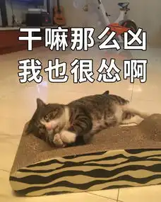 中国虎斑猫惊呆表情火到国外,笑到你憋出内伤