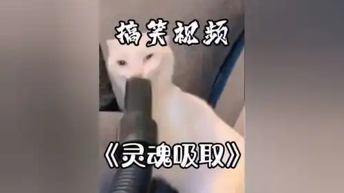 好奇害死猫专治不开心搞笑看一遍笑一遍搞笑视频给生活找点乐子