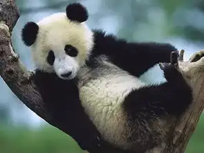 包建华大熊猫为什么偏爱四川