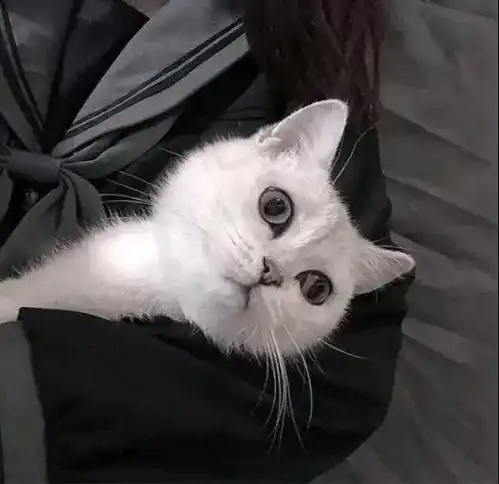 猫咪头像男生代表什么伤
