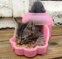 好奇害死猫是什么情况这些令人捧腹的照片充分证明了这一点