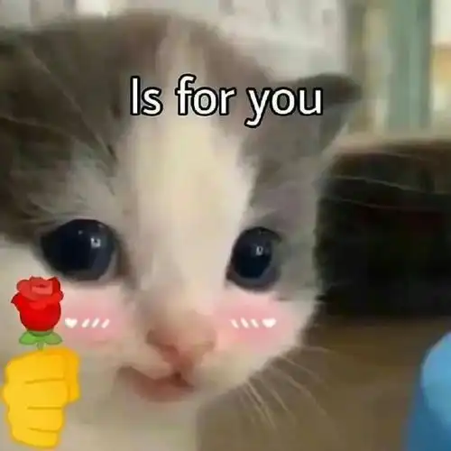 猫咪拿话筒唱歌表情包