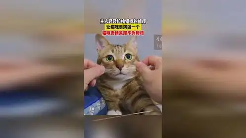 主人轻轻拉拽猫咪的胡须让猫咪表演凶一个,猫咪表情呆滞不为所动