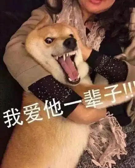 被生活所迫的表情包狗狗