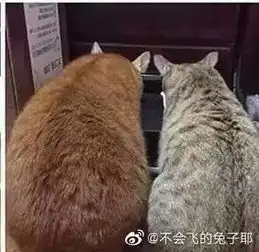 猫咪头像男生代表什么两