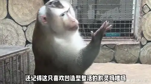 猴子图片搞笑表情包查谟