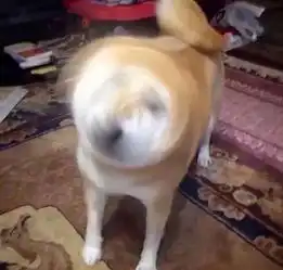 关心女朋友的表情包柴犬
