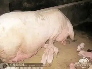 兴业一母猪2次产仔相隔20多天