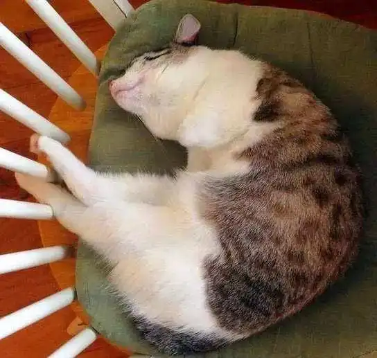 袋鼠猫不是新物种,它身残志坚的故事催人泪下