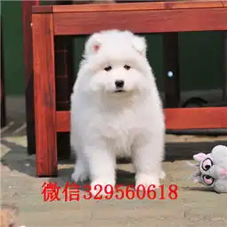 河池哪里能买到纯种萨摩耶萨摩耶多少钱出售纯种微笑天使萨摩耶幼犬出售家养萨摩耶宝宝