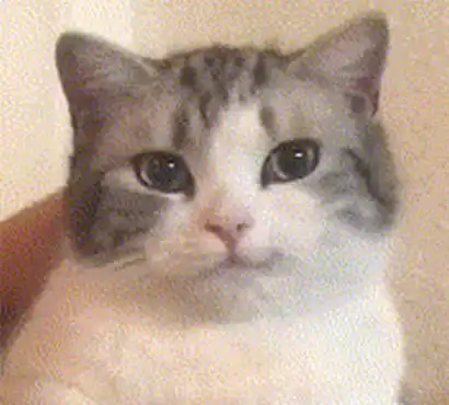 男子以前坚决不养猫,如今却被猫成功拿下,猫咪的表情很有深意