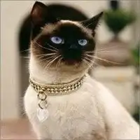 暹罗猫头像欧美微信头像图片大全