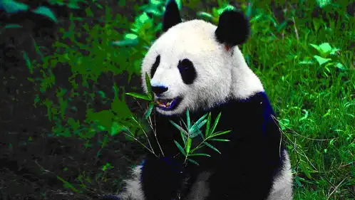 为何狮子老虎不捕捉熊猫莫非得知了熊猫的身份涨知识了