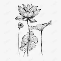 素描莲花微信头像