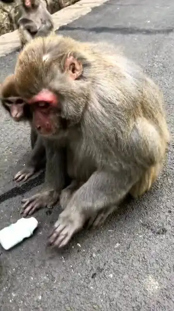 会喝酸奶的小猴子,看起来真的好好玩,真聪明啊