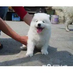 南昌串串犬转让