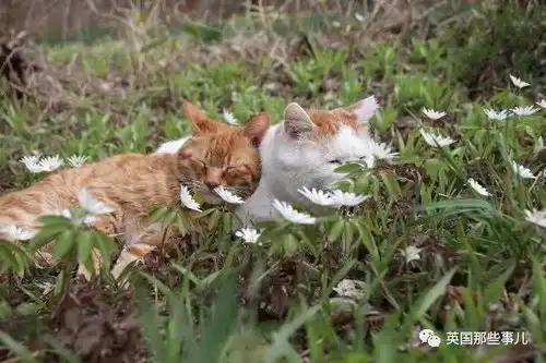 猫叔回猫星了它世无争的幸福表情,治愈了无数网友网易订阅