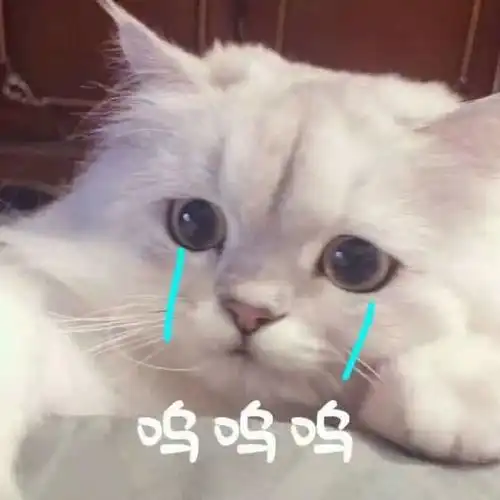 撩妹超甜表情包猫咪