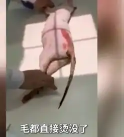 穷是原罪太原男子开水烫怀孕母猫后续,所属公司做出回应