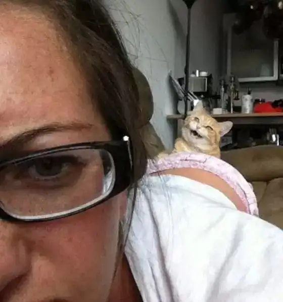 太可怕了,你的猫正在密谋杀掉你
